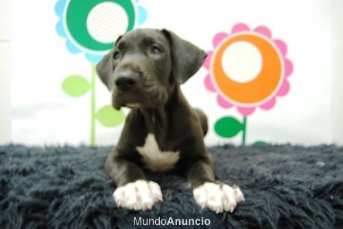 Precioso Macho de Dogo Aleman ( Azul ) con Pedigre