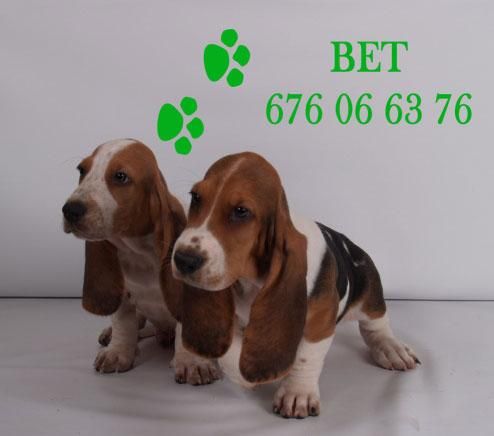 Preciosos Basset hound, cachorros de dos meses