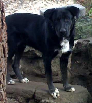 regalo perro parecido labrador cuidar defender finca parcela jardín casa Madrid Avila