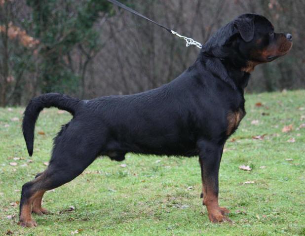 rottweiler