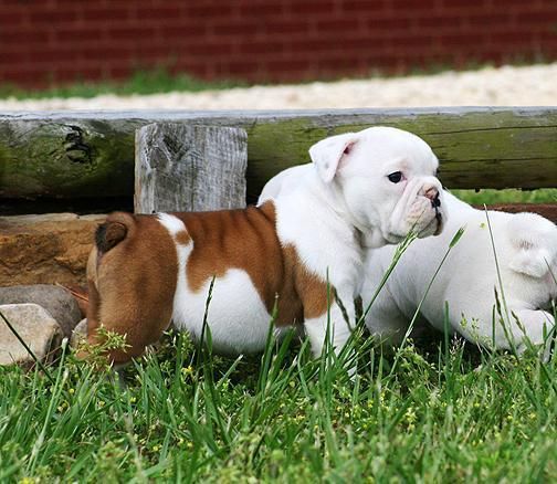 Saludables Cachorros De Bulldog Inglés