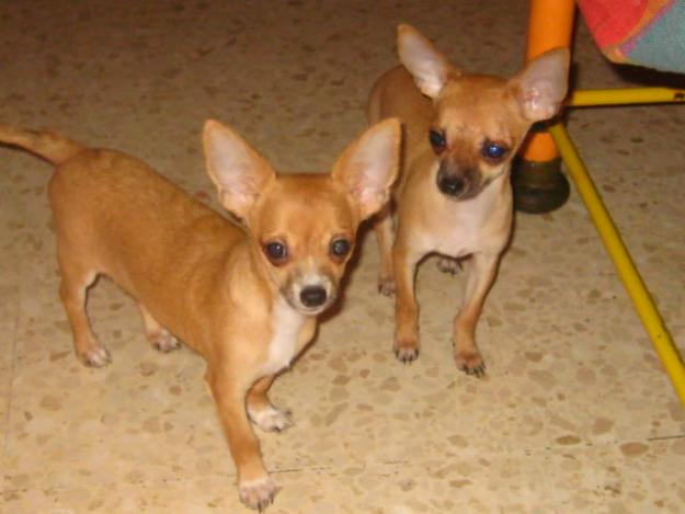 Vendo chihuahuas hembra