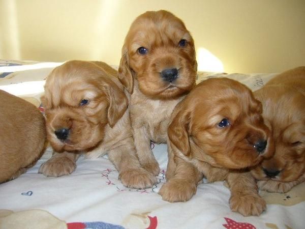 BEAGLE, COCKER INGLES , BOXER, WESTY, DALMATA, YORKSHIRE TERRIER