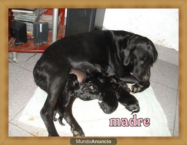 CACHORRA DE LABRADOR NEGRA 90 EUROS