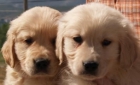 Cachorros de golden de pura raza - mejor precio | unprecio.es