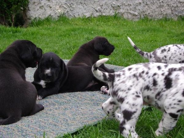 cachorros GRAN DANES legítimos, hermosos