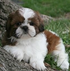 HERMOSOS SHIHTZU CACHORRO. - mejor precio | unprecio.es