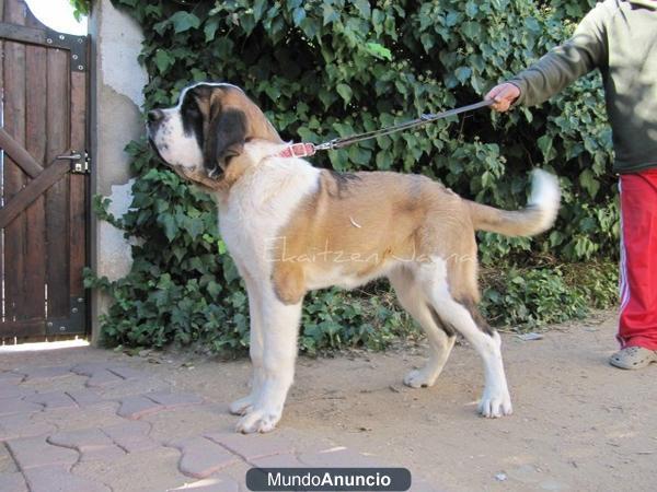 Impresionante Cachorra San Bernardo Pelo Corto