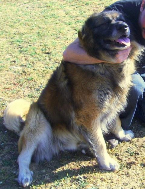 Regalo perros sierra de estrela