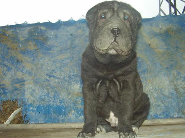 Shar Pei de Zococan en Murcia