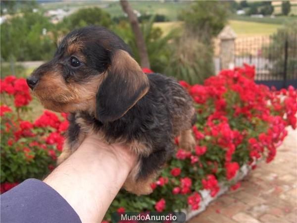 teckel miniatura de pelo duro 200 euros