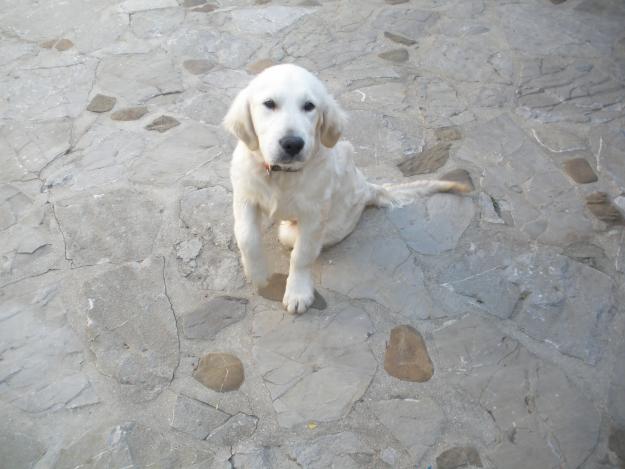 Vendo/Cambio Golden Retriever