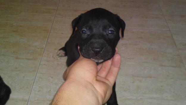 vendo pit bull