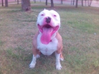 $$$$ ¡¡¡¡¡¡¡¡¡¡SE VENDEN CACHORROS DE AMERICAN PITBULL!!!!!!!!!! $$$$ - mejor precio | unprecio.es