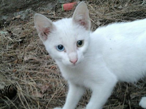 Bowie, blanquito de 4 meses, un ojo de cada color, muy mimoso. Álava