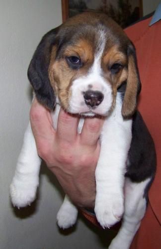 CACHORROS BEAGLE A 300 EUROS PRECIOSOS