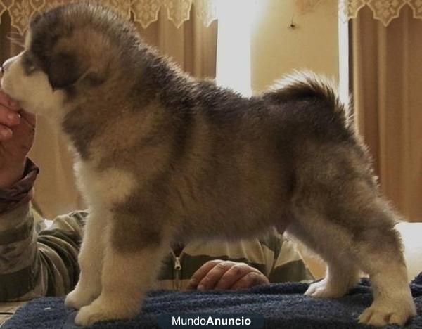 Cachorros de Alaskan Malamute