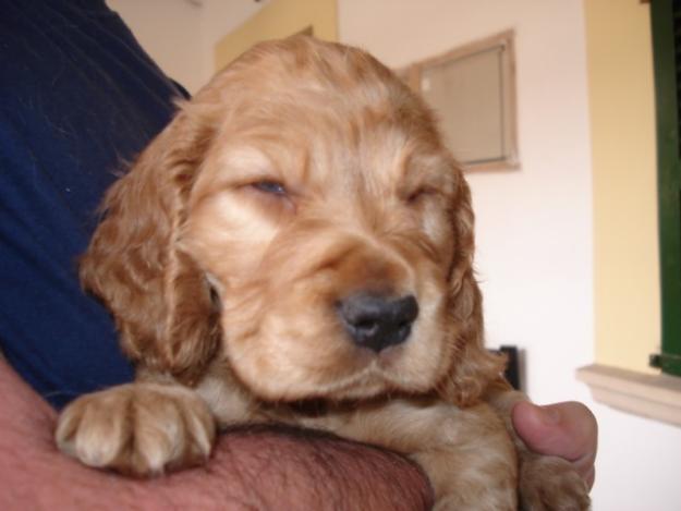 CACHORROS DE COCKER SPANIEL