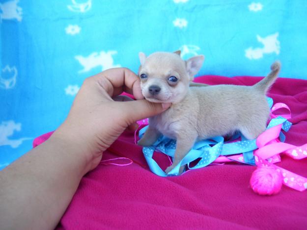 Chihuahuas toy