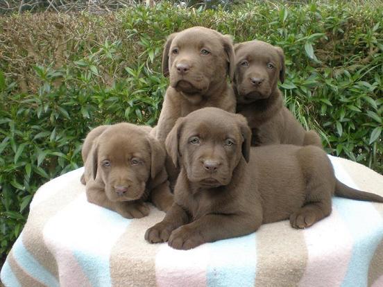 Labrador Chocolate