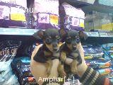 PINSCHER PRECIOSOS CACHORROS MINIATURA A 530€