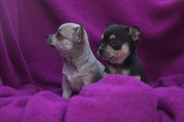 preciosos chihuahuas disponibles