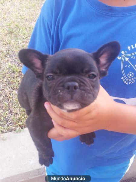 se venden cachorros de bulldogs frances