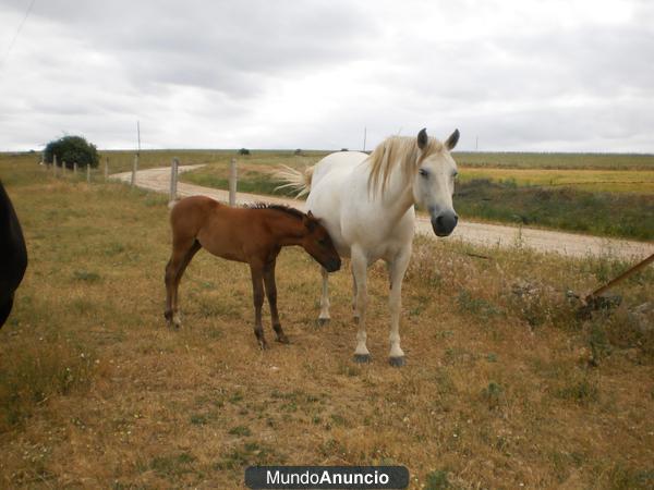 Se venden dos yeguas y una cria