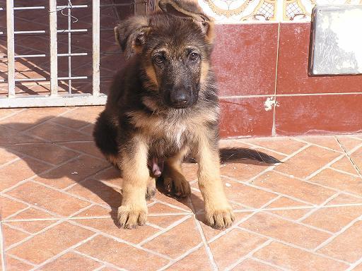 ultimo cachorro pastor alemán