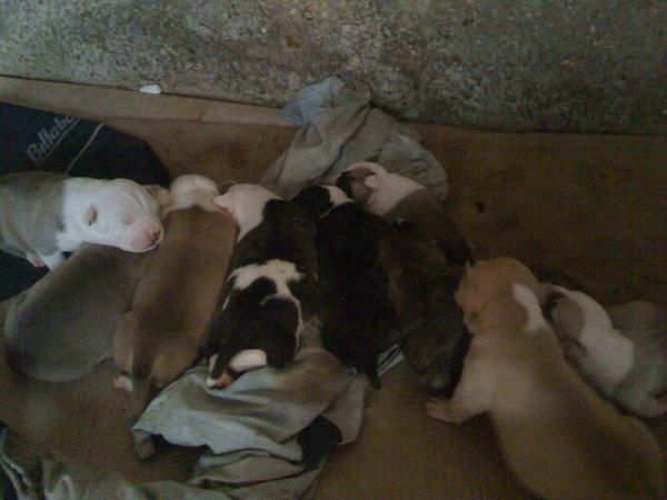 vendo cachorros pitbull