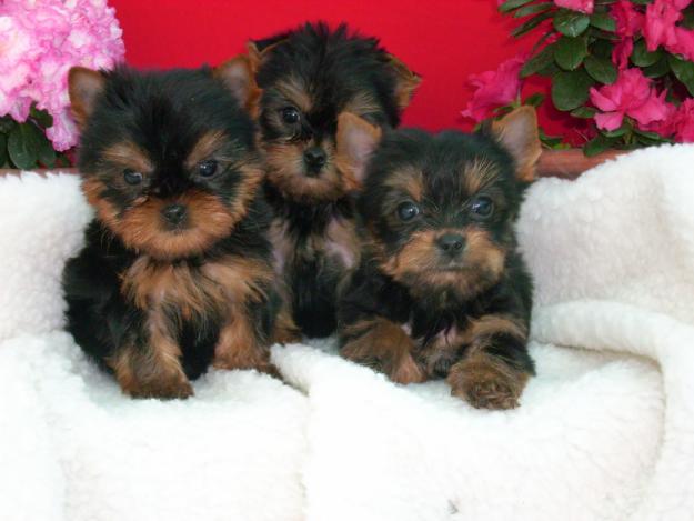 cachorritos de yorkshire tamaño pequeño