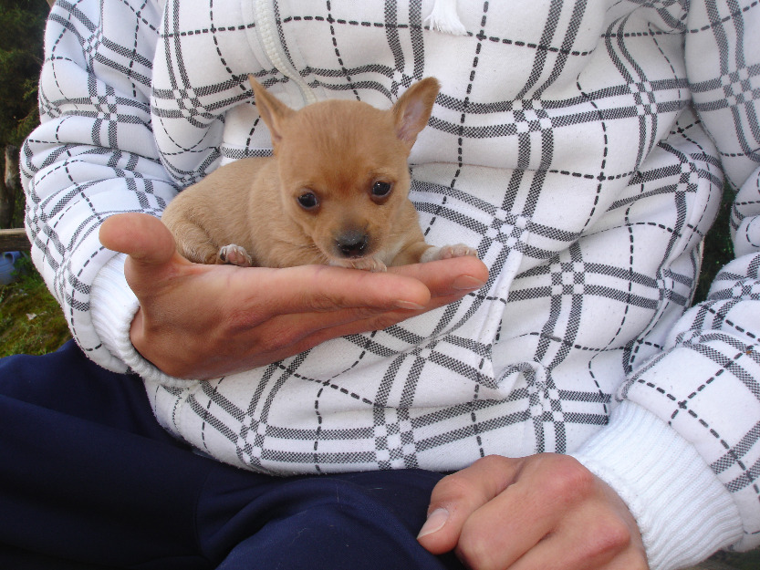 chihuahuas pequeñitos toy