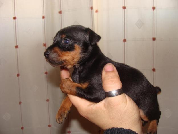 270e,preciosos minipinchers (dobermans)