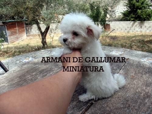 BICHON  MALTES PRECIOSOS MINIATURA