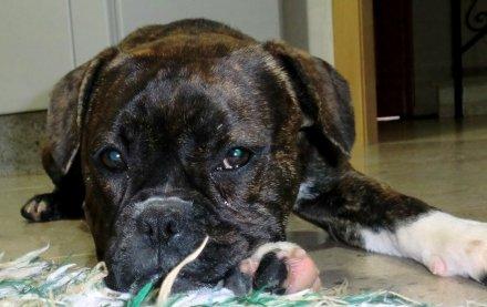 boxer con bulldog frances cachorra se da en adopcion‏