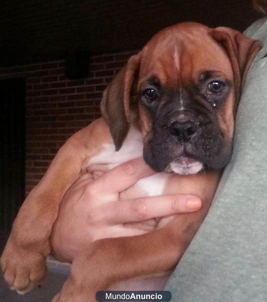 CACHORROS BOXER 180€