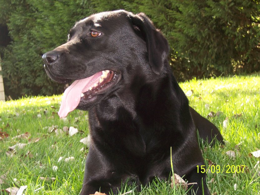 Cachorros de Labrador Retriever.Calidad a buen precio.