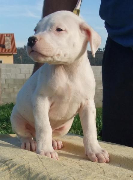 Cachorros Dogo Argentino - Del Druida Blanco