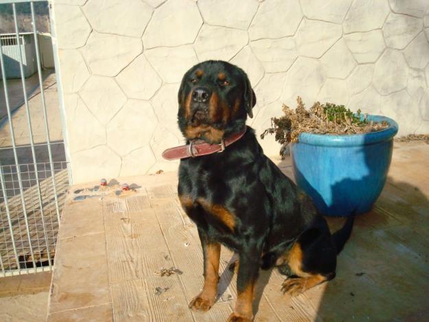 Doy Rottweiler