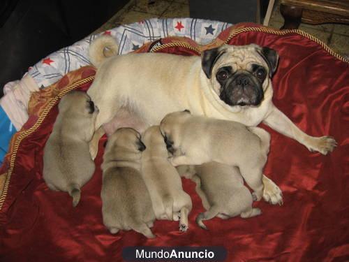 egalo macho y hembra Carlinos cachorritos de calidadr