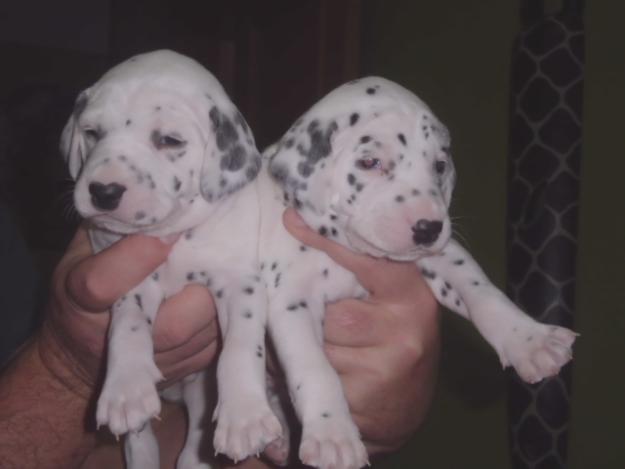 Preciosa camada de 6 cachorros dálmata macho