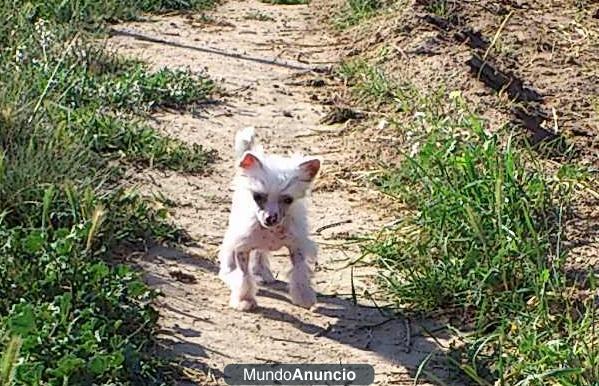 preciosos cachorritos de crestado chino miniatura, pedegri loe.