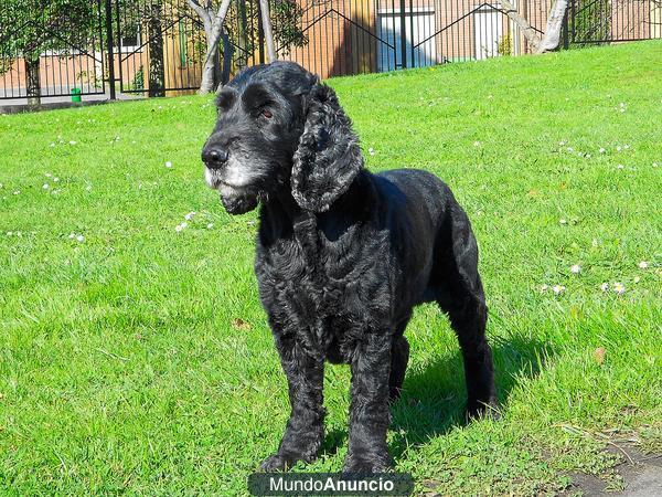 Se ofrece Macho de Cocker Spaniel Ingles para montas Hijo de campeon de España y Portugal