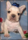 Bulldog frances hembra regalo - Alicante 100 - mejor precio | unprecio.es