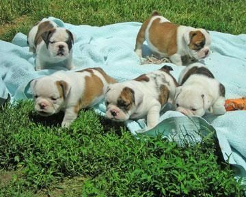 Bulldog Inglés cachorros