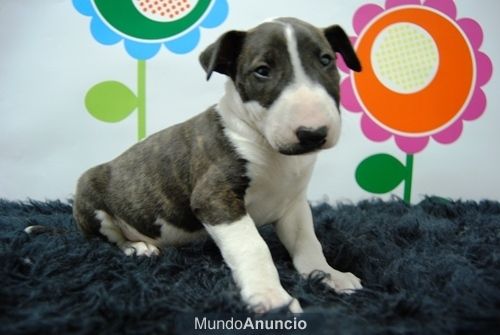 Bullterrier Excelentes Camada Preciosos