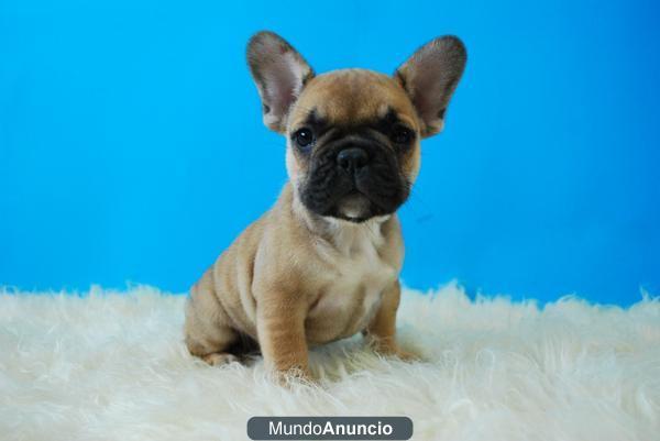 Cachorros Bulldog Frances en color fawn