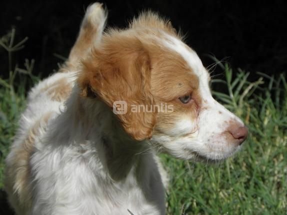 cachorros de BRETON PURO