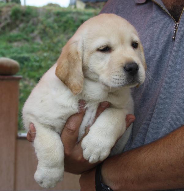 Cachorros de labrador Retriever