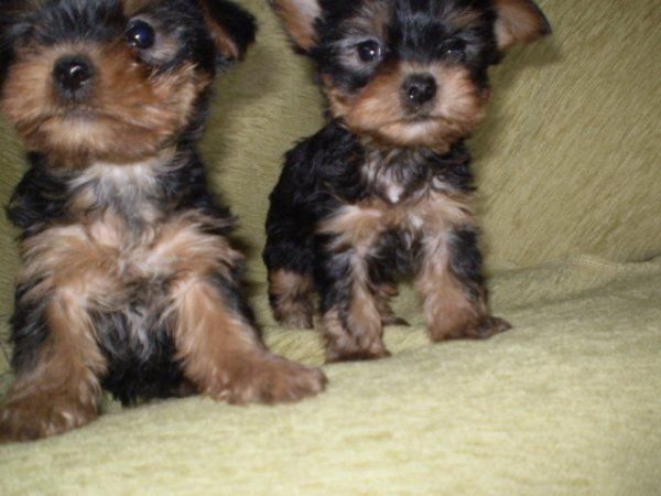 CAMADITA DE YORKSHIRE, CACHORROS DE POCO PESO